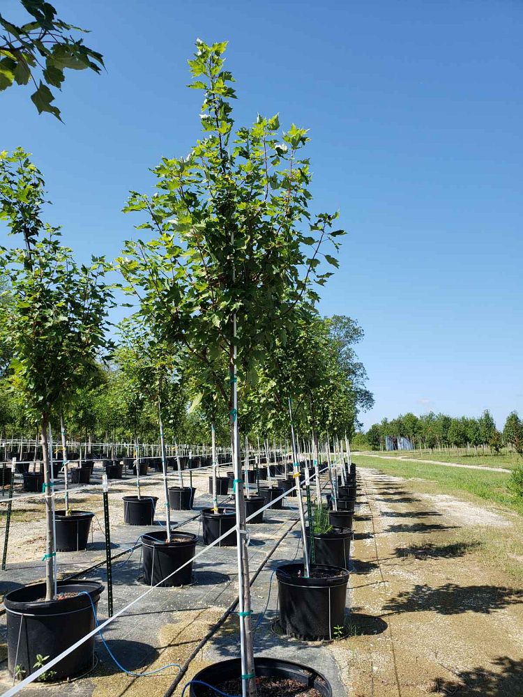 acer-rubrum-brandywine-red-maple