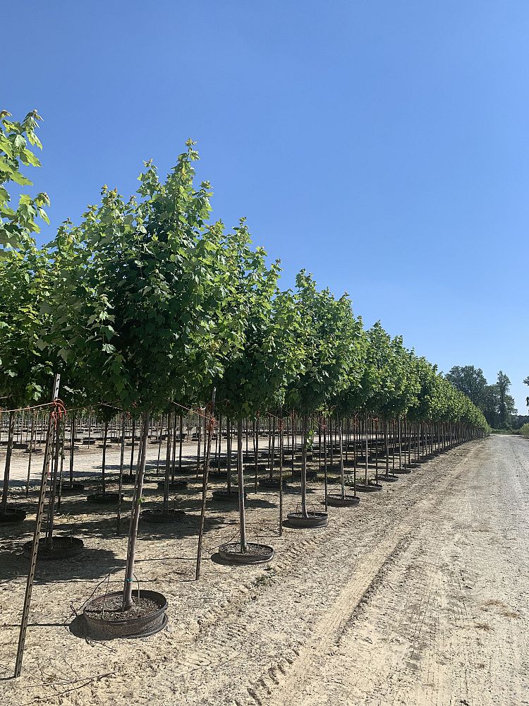 acer-rubrum-brandywine-red-maple