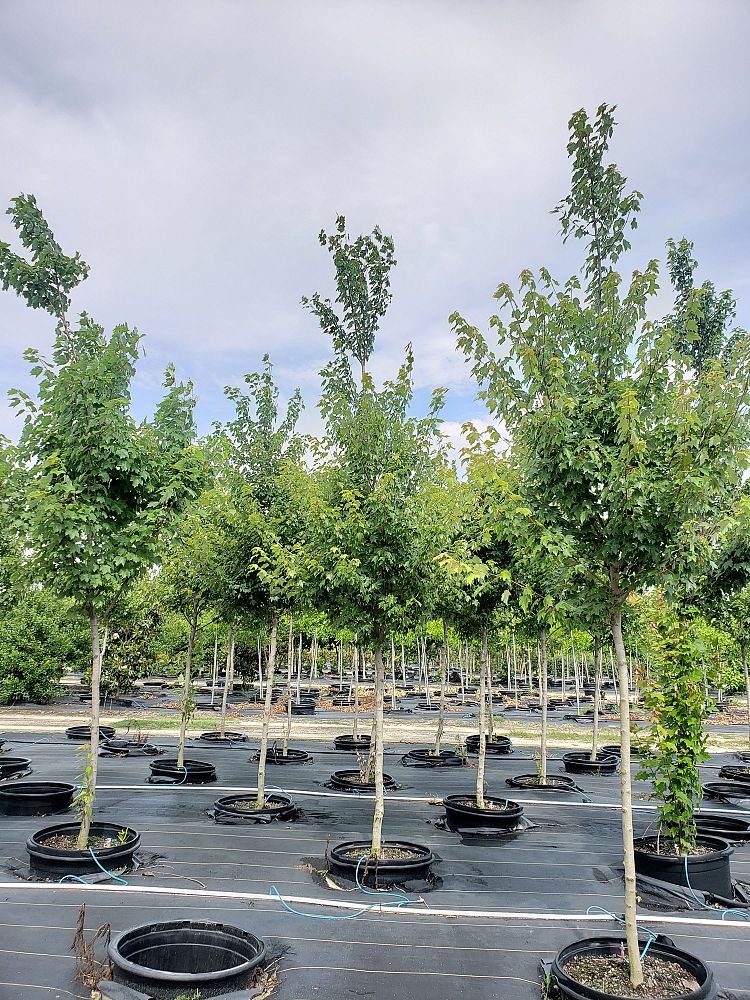 acer-rubrum-brandywine-red-maple