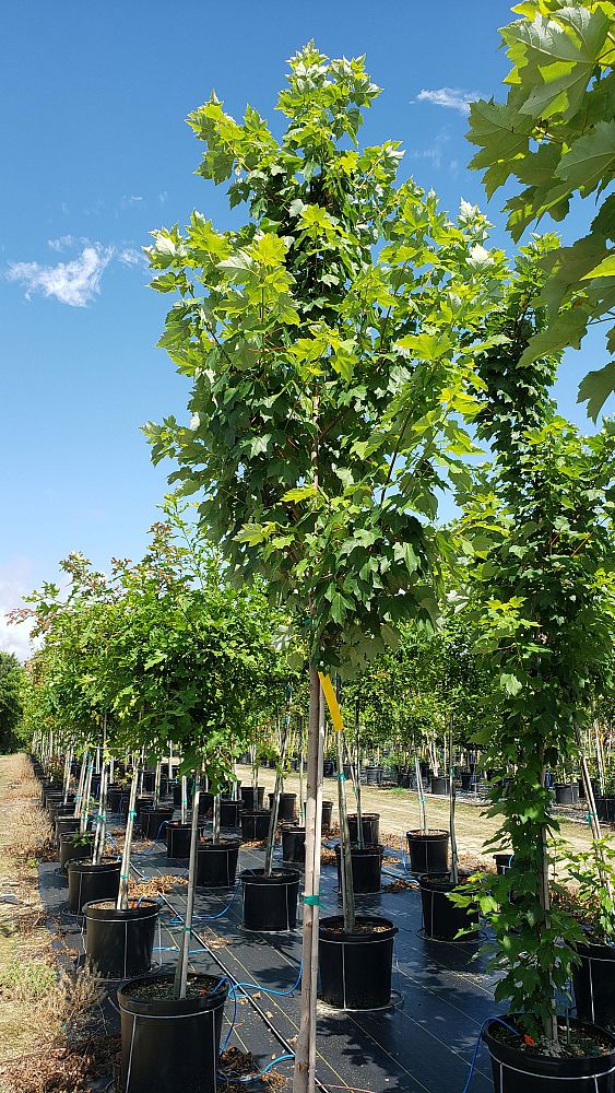 acer-rubrum-brandywine-red-maple