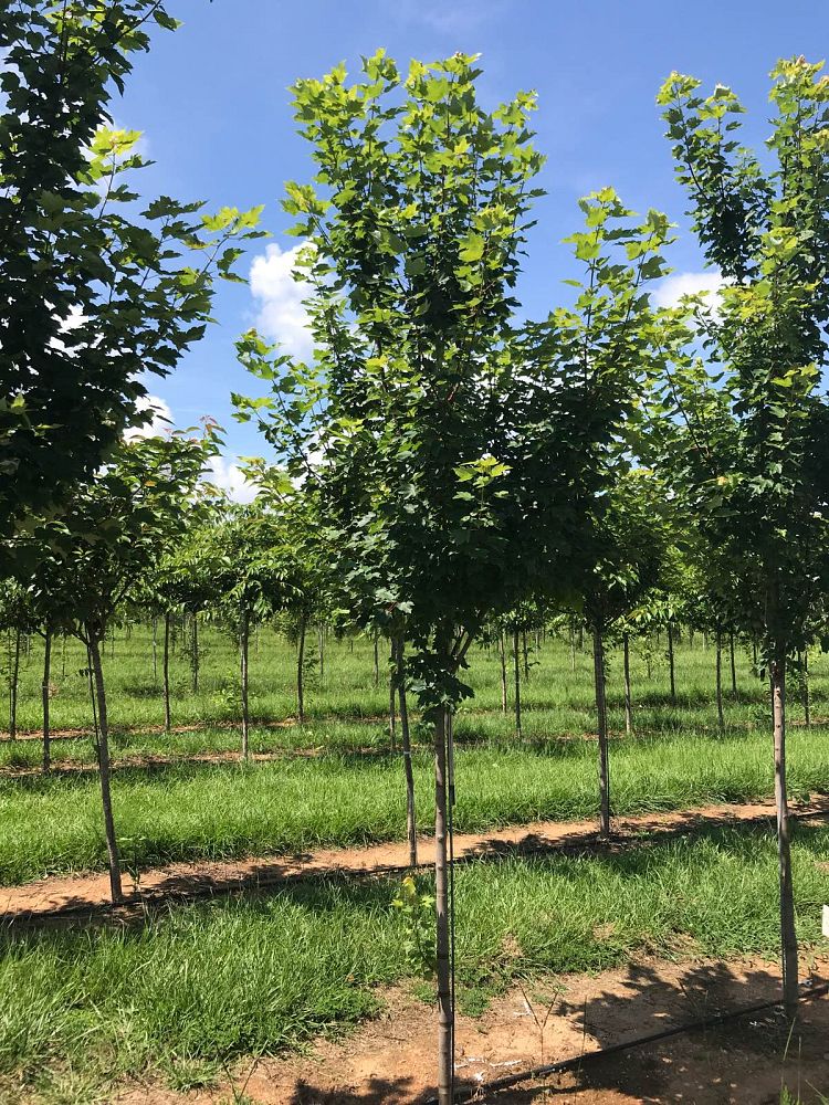 acer-rubrum-brandywine-red-maple
