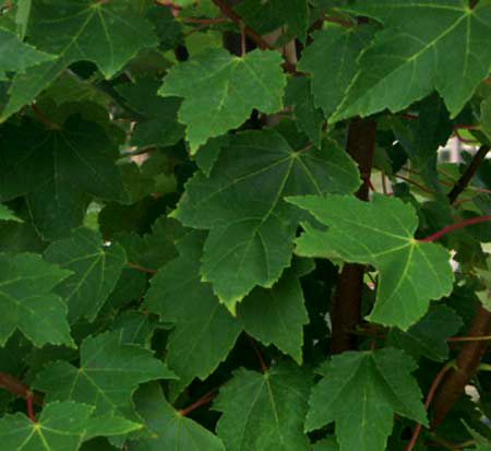 acer-rubrum-brandywine-red-maple