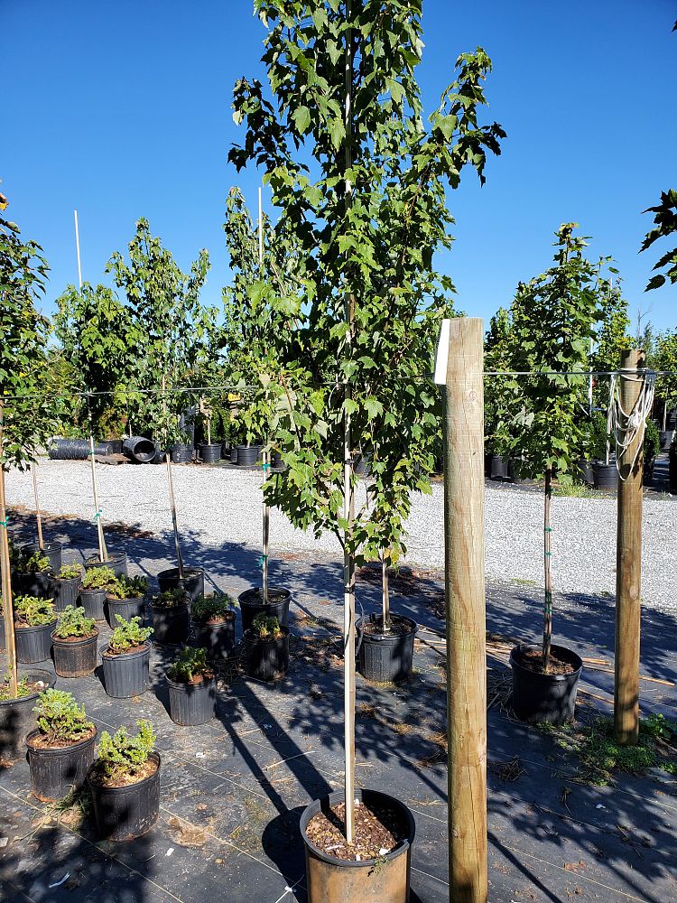 acer-rubrum-brandywine-red-maple