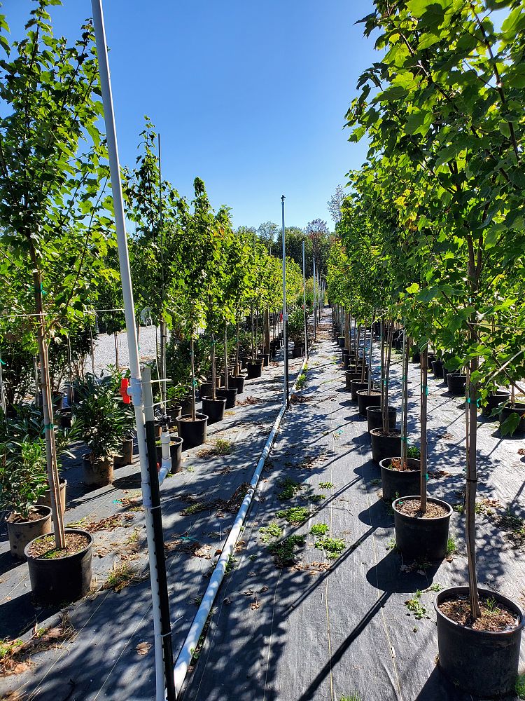 acer-rubrum-brandywine-red-maple