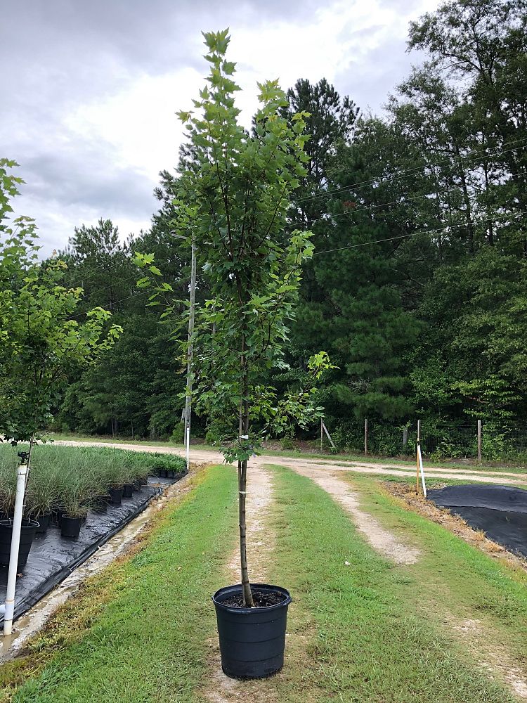 acer-rubrum-brandywine-red-maple