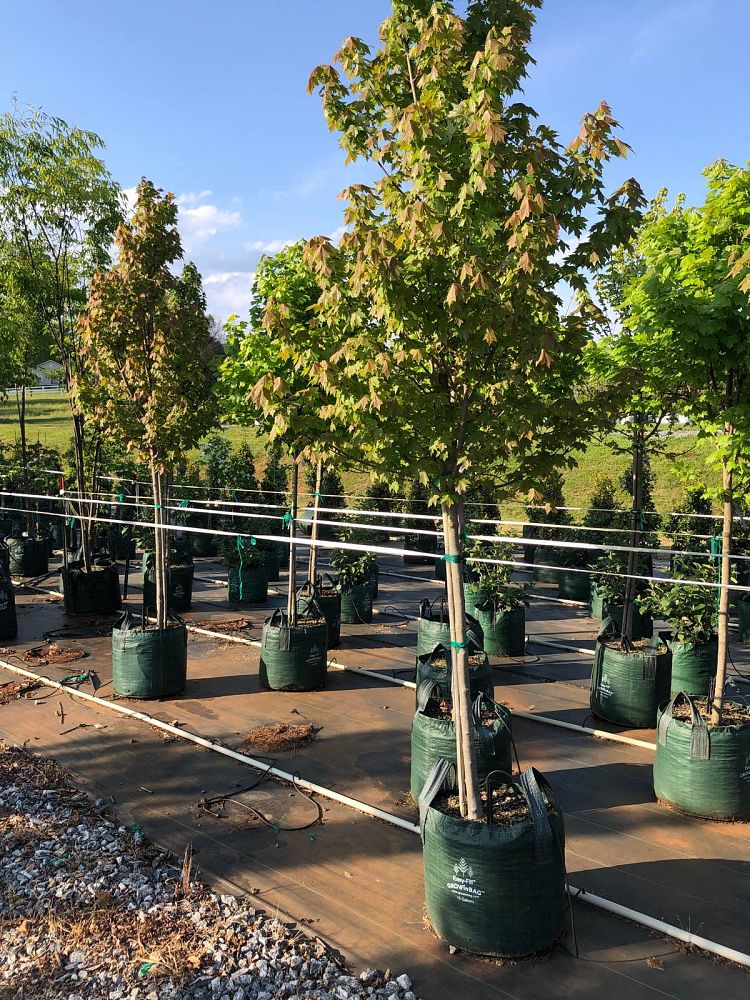 acer-rubrum-brandywine-red-maple