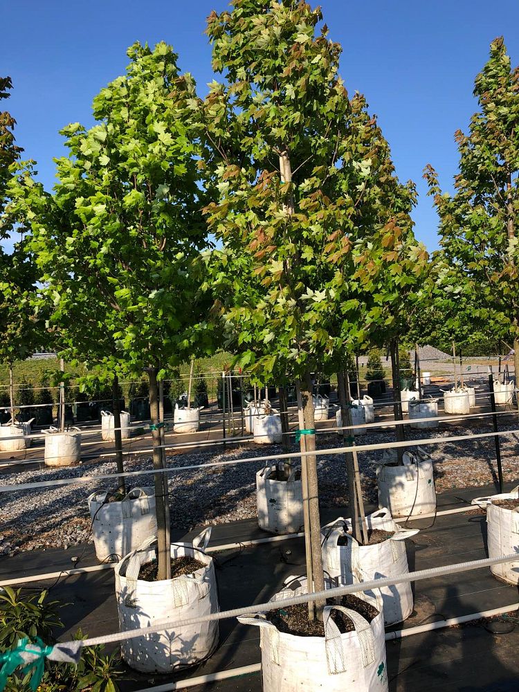 acer-rubrum-brandywine-red-maple