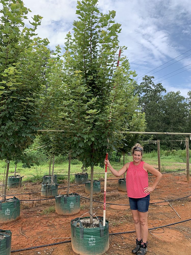 acer-rubrum-brandywine-red-maple