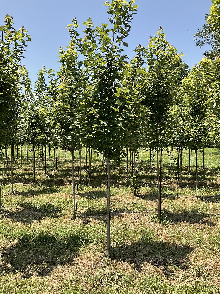 acer-rubrum-brandywine-red-maple