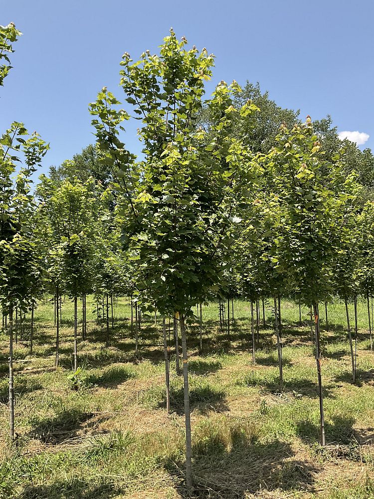 acer-rubrum-brandywine-red-maple