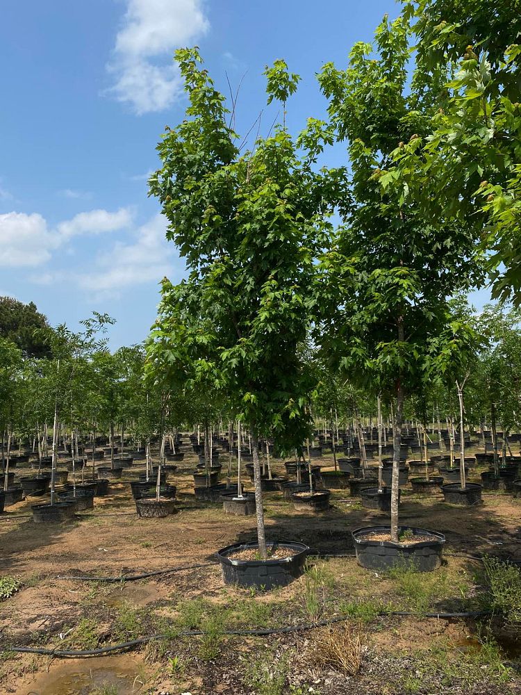 acer-rubrum-brandywine-red-maple