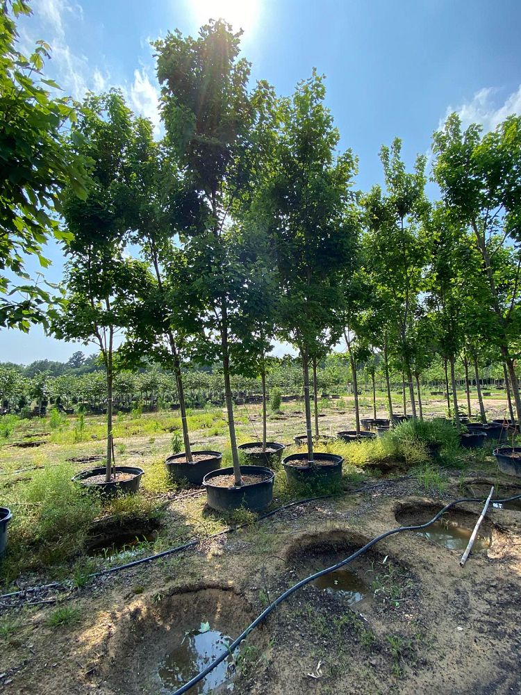 acer-rubrum-brandywine-red-maple