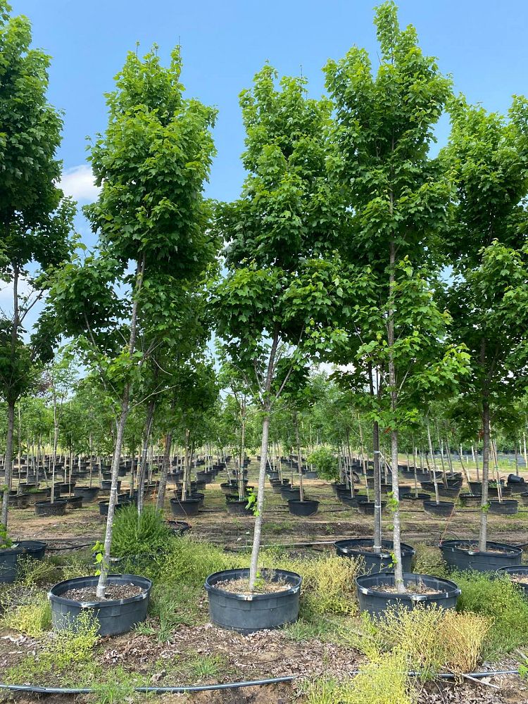 acer-rubrum-brandywine-red-maple