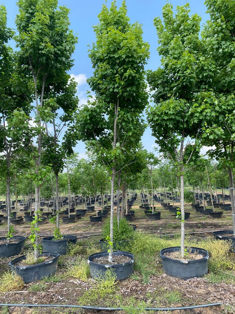acer-rubrum-brandywine-red-maple