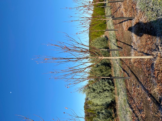 acer-rubrum-brandywine-red-maple