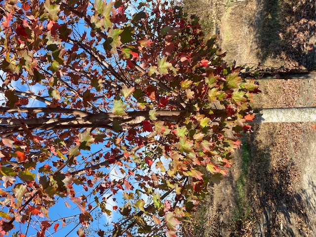 acer-rubrum-brandywine-red-maple