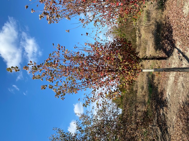 acer-rubrum-brandywine-red-maple