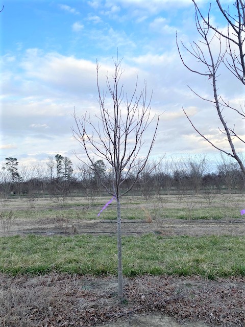 acer-rubrum-brandywine-red-maple