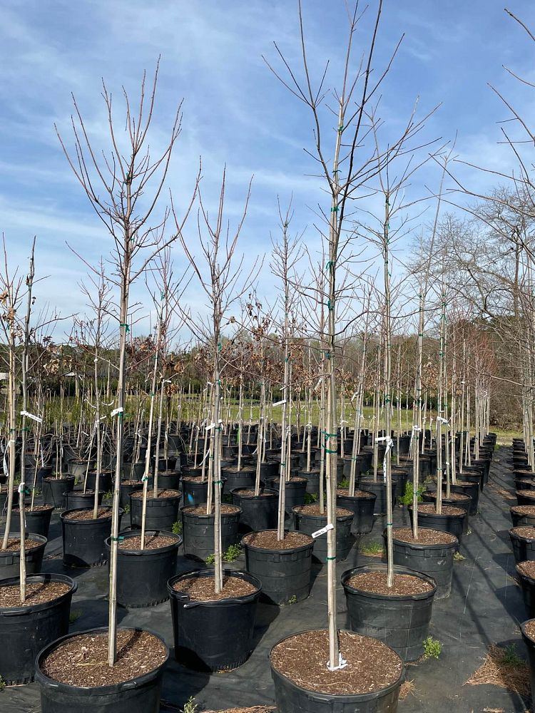 acer-rubrum-brandywine-red-maple