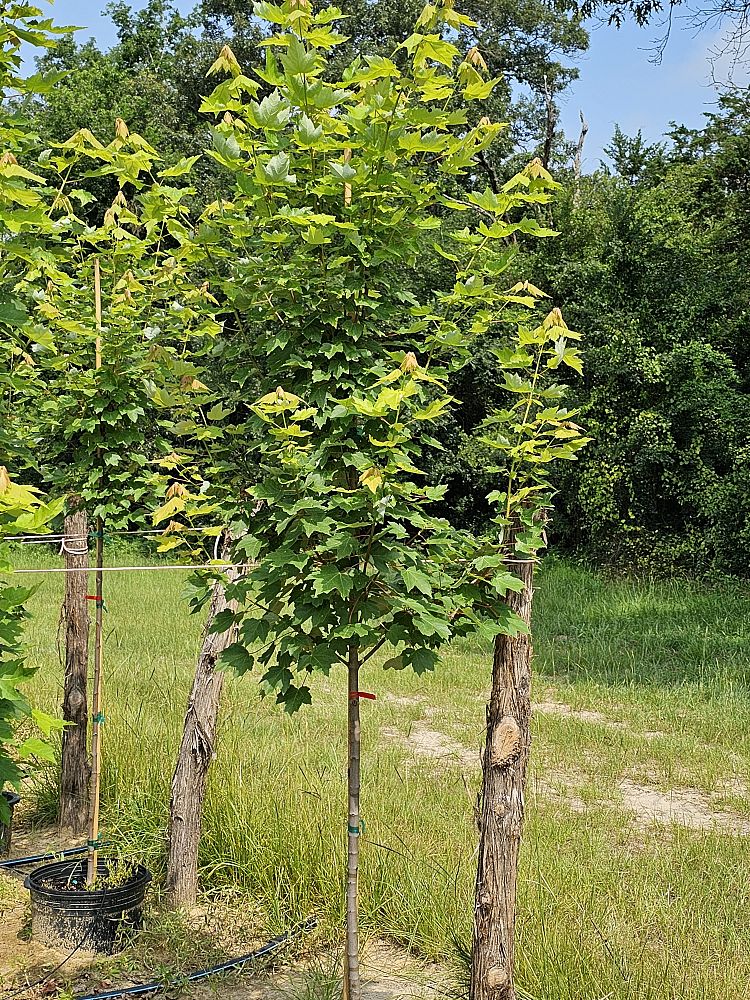 acer-rubrum-brandywine-red-maple