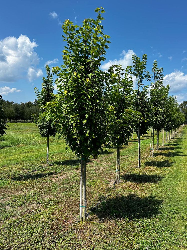 acer-rubrum-brandywine-red-maple