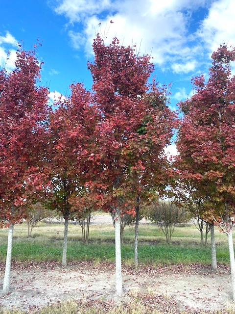 acer-rubrum-brandywine-red-maple