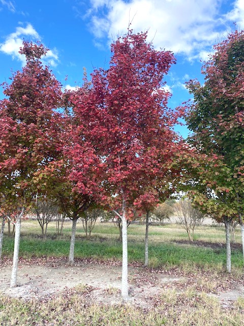 acer-rubrum-brandywine-red-maple