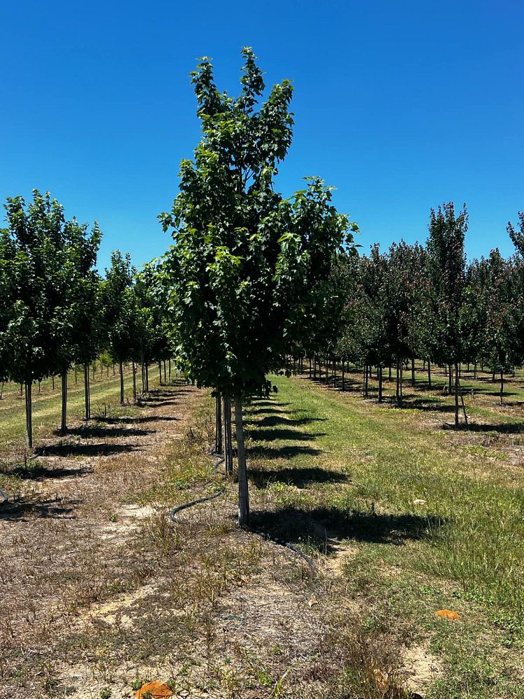 acer-rubrum-brandywine-red-maple
