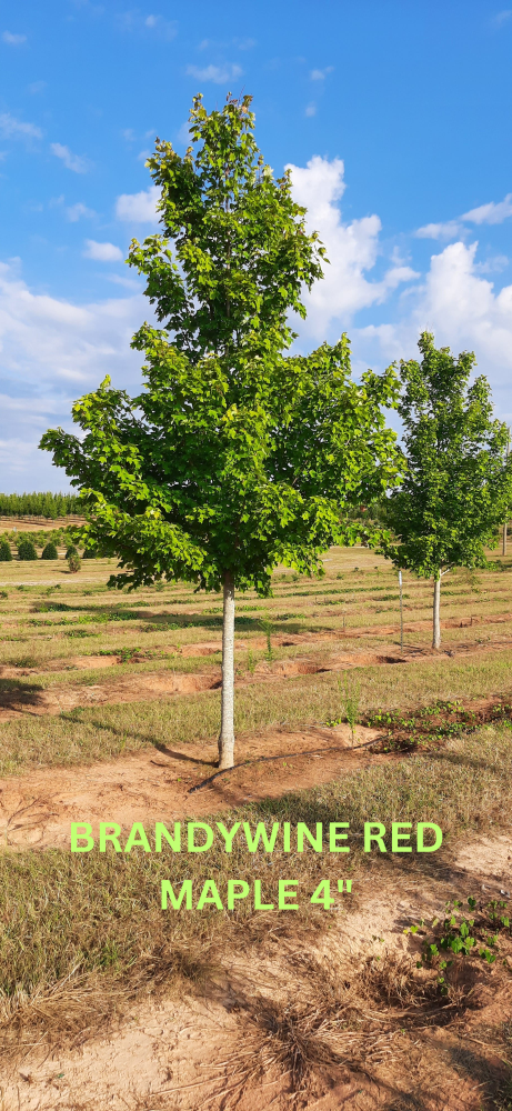 acer-rubrum-brandywine-red-maple