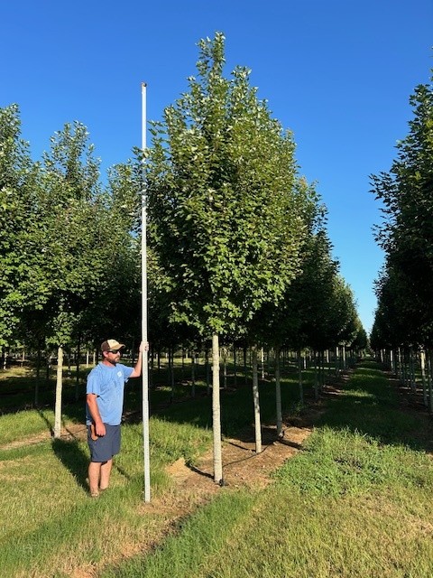 acer-rubrum-brandywine-red-maple