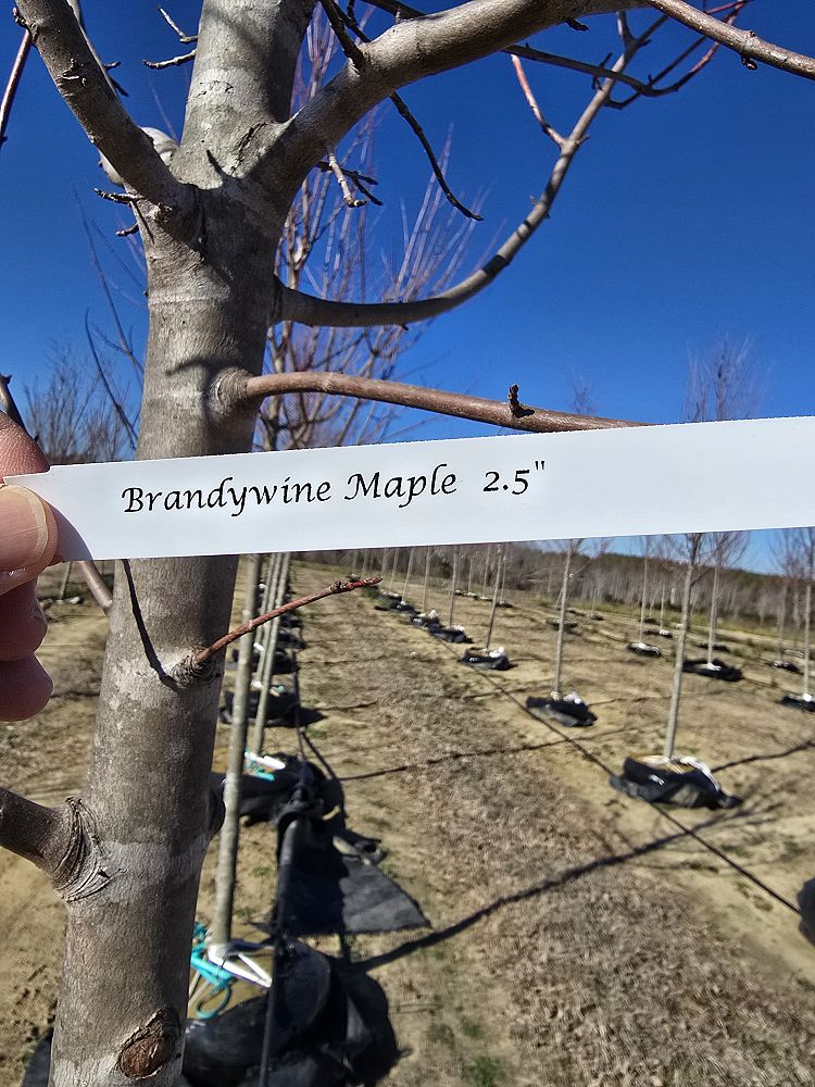 acer-rubrum-brandywine-red-maple
