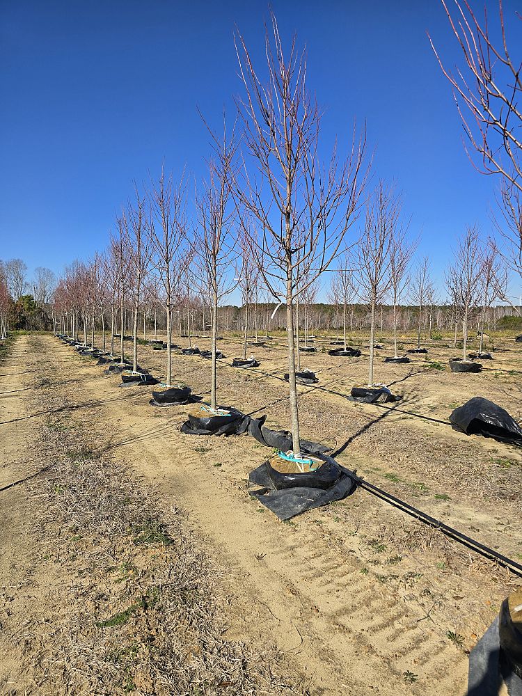 acer-rubrum-brandywine-red-maple