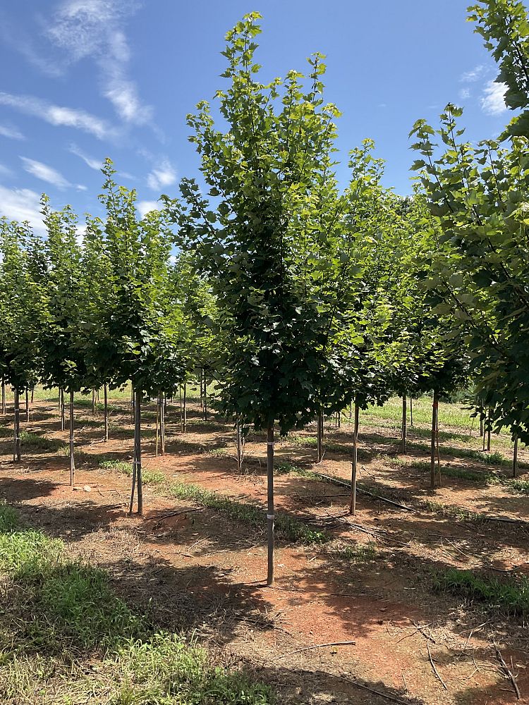 acer-rubrum-brandywine-red-maple