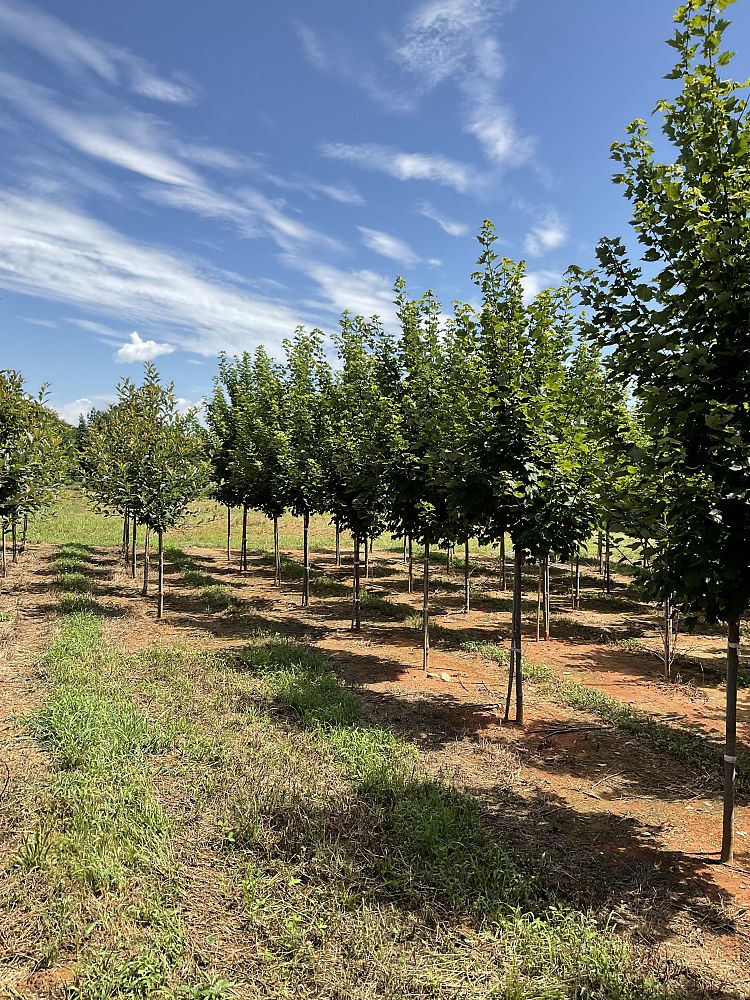 acer-rubrum-brandywine-red-maple