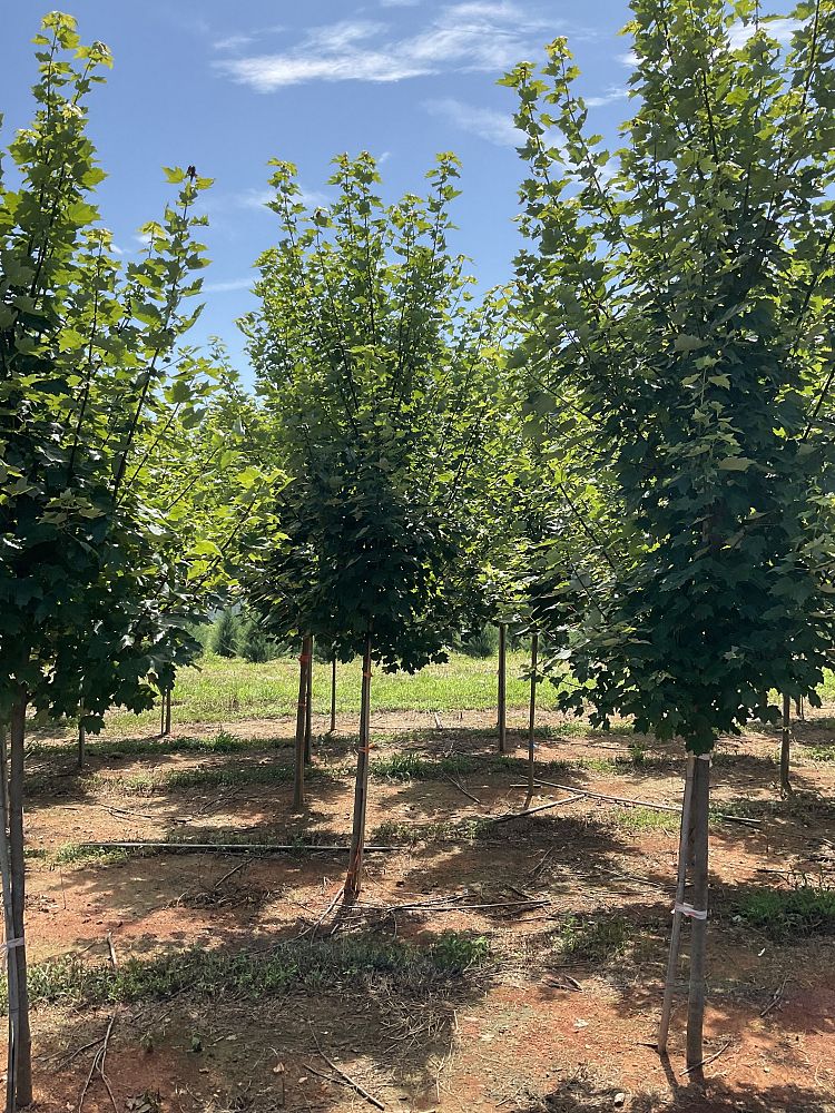 acer-rubrum-brandywine-red-maple