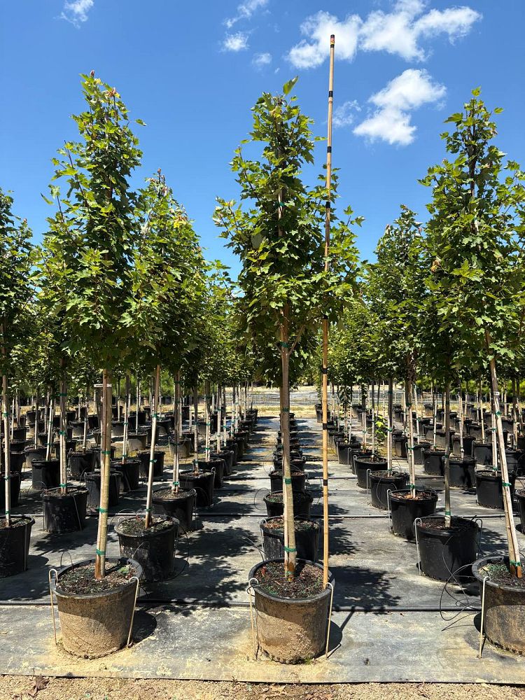 acer-rubrum-brandywine-red-maple