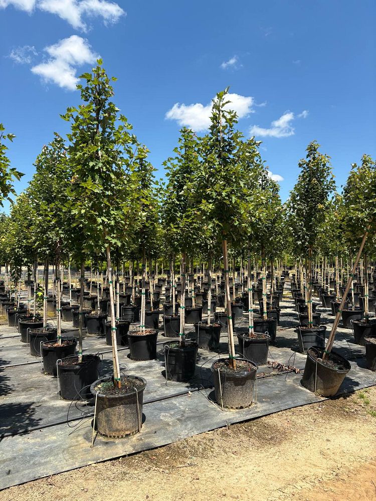 acer-rubrum-brandywine-red-maple