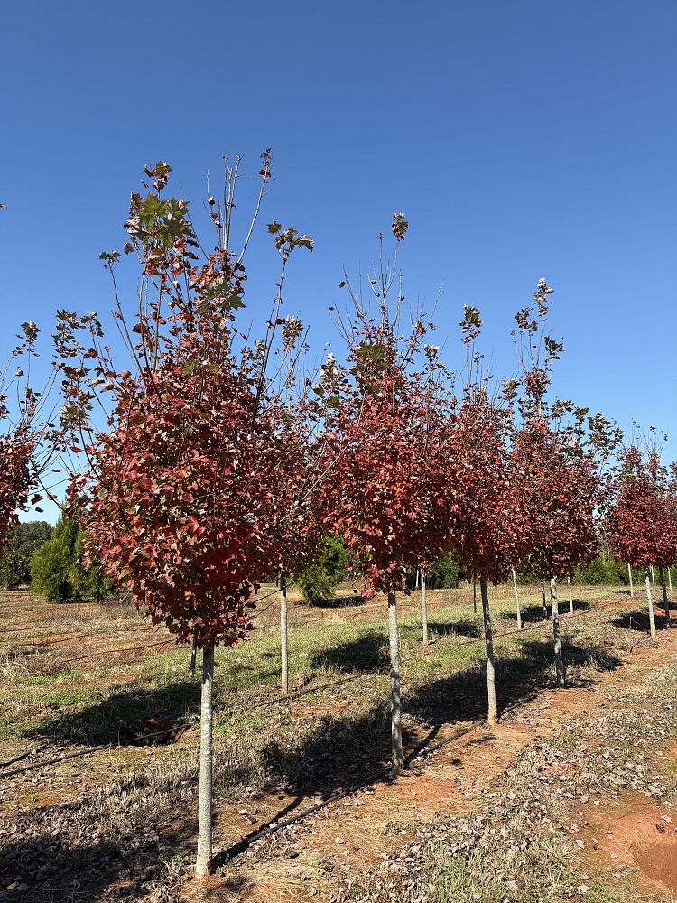 acer-rubrum-brandywine-red-maple