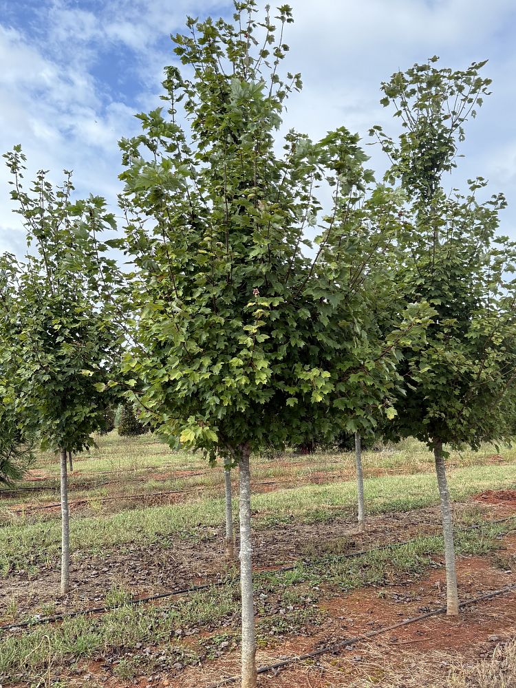 acer-rubrum-brandywine-red-maple