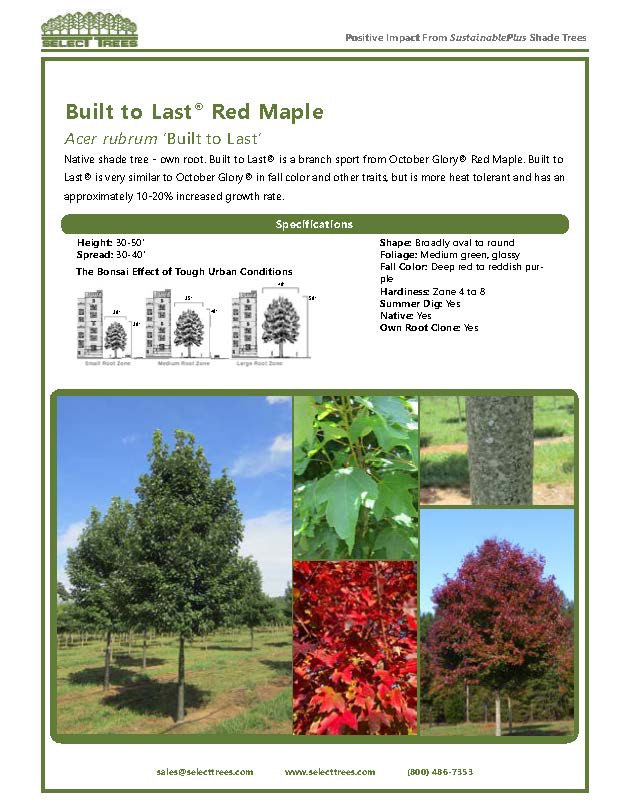 acer-rubrum-built-to-last-red-maple