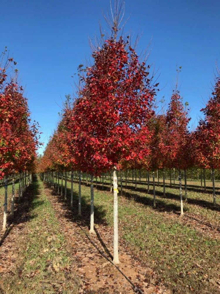 acer-rubrum-built-to-last-red-maple