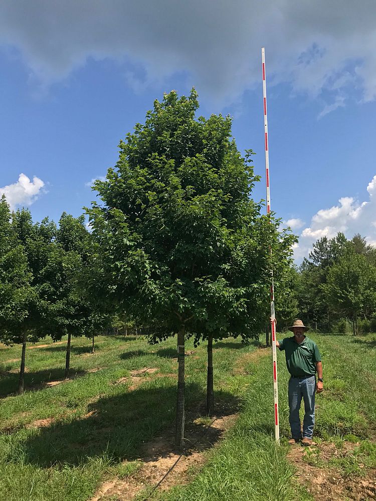 acer-rubrum-built-to-last-red-maple