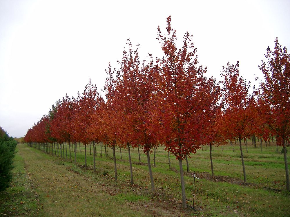 acer-rubrum-burgundy-belle-red-maple-magnificent-magenta