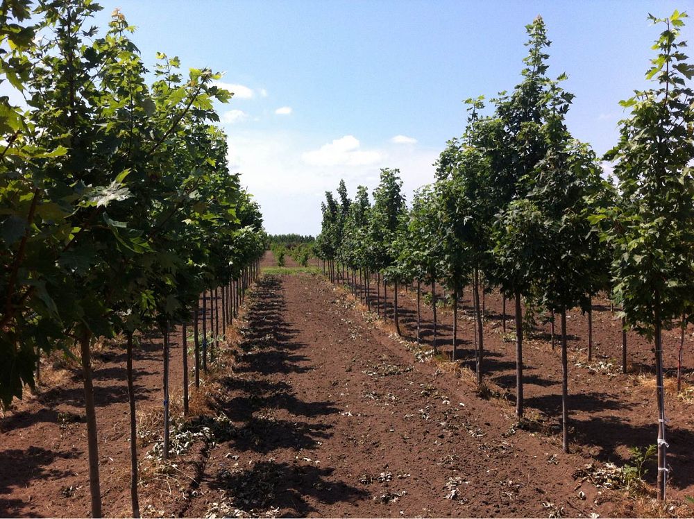 acer-rubrum-burgundy-belle-red-maple-magnificent-magenta