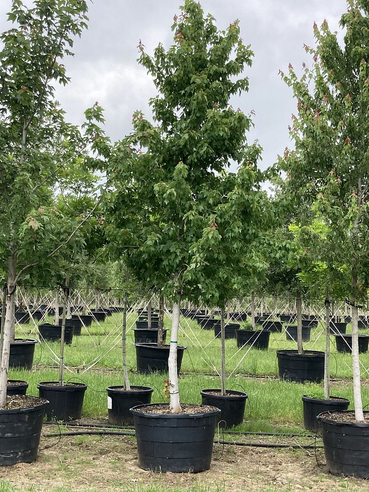 acer-rubrum-burgundy-belle-red-maple-magnificent-magenta