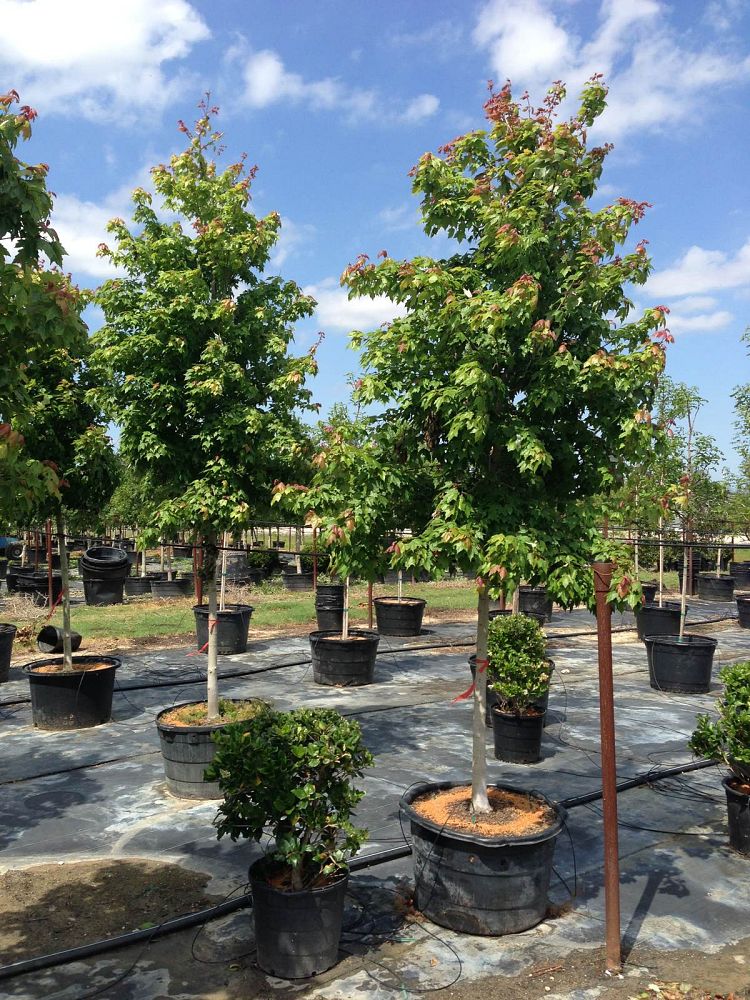 Bradshaw's Nursery Inc.