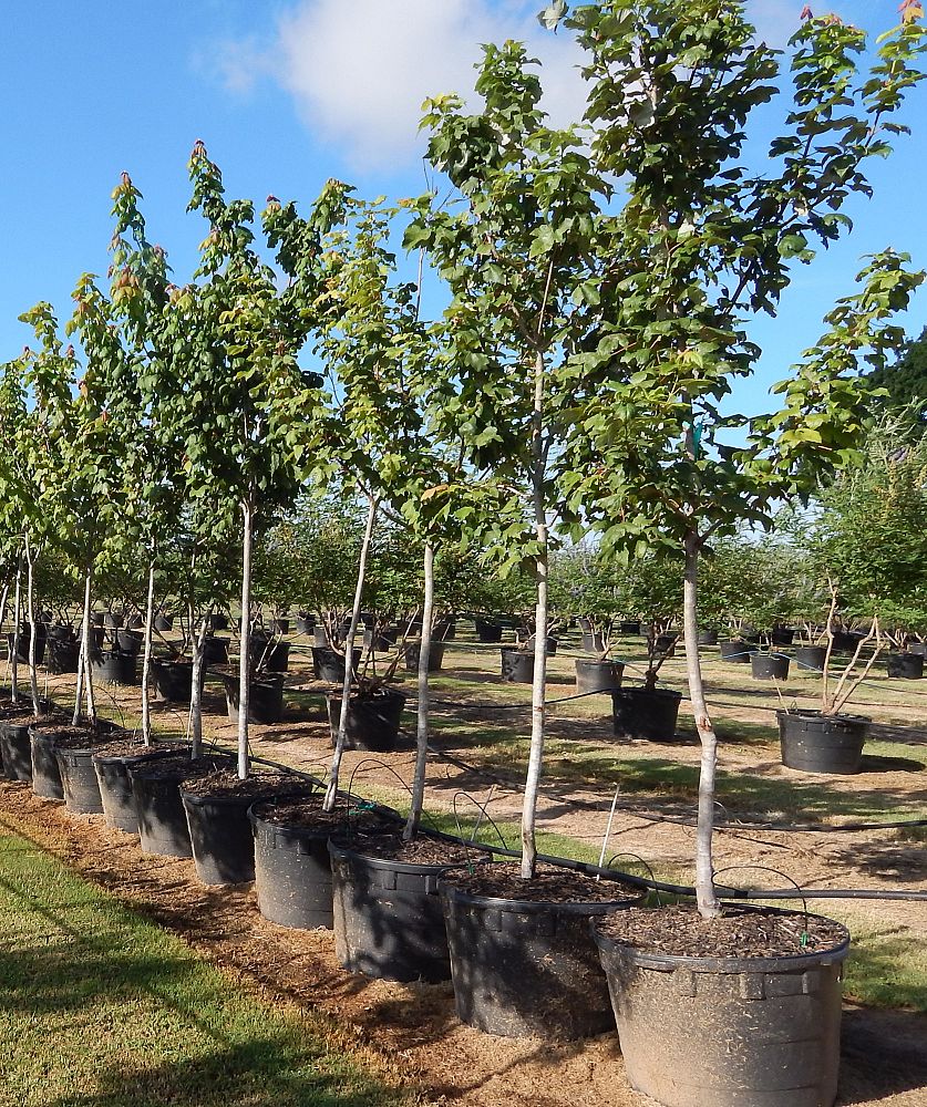 Baker Native Tree Farm