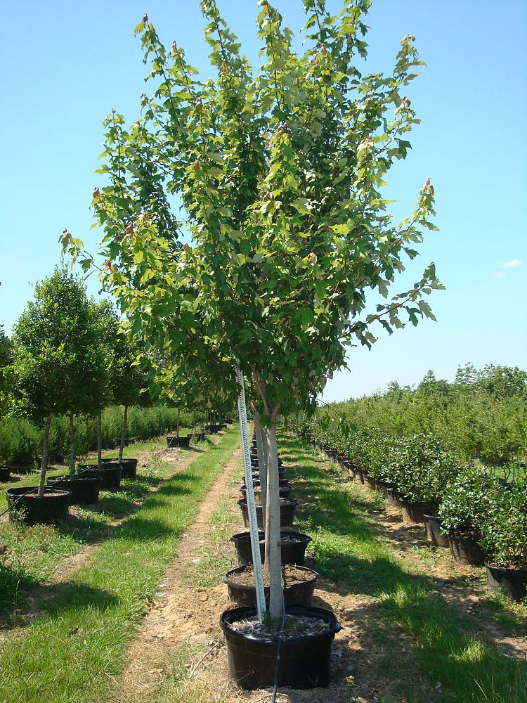 acer-rubrum-drummondii-drummond-red-maple