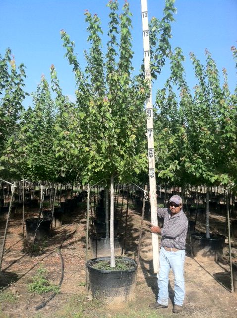 acer-rubrum-drummondii-drummond-red-maple