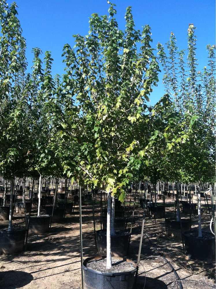 acer-rubrum-drummondii-drummond-red-maple